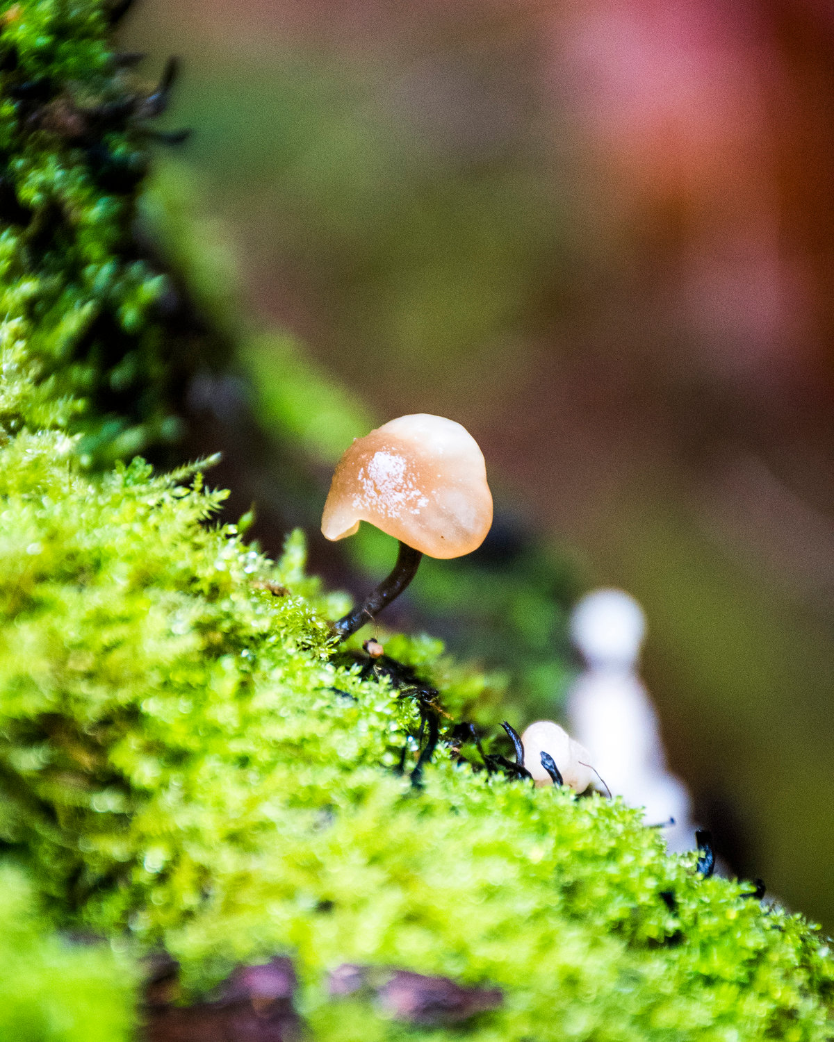 A fungus grows from moss at Lewis and Clark State Park Friday afternoon in Toledo.