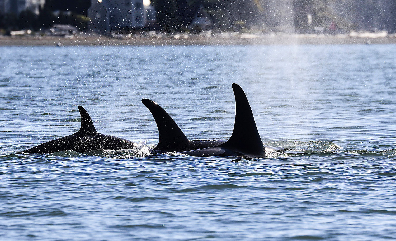 A pod of orcas swims through the Saratoga Passage near Camano Island. The killer whales target chinook salmon for their diet, and they use echolocation — sound — to find their food. (Orca Network)