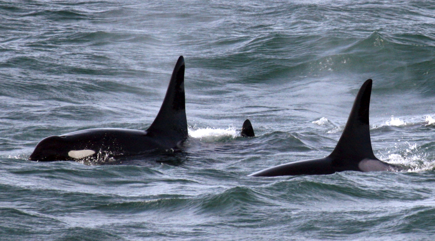 In this Feb. 27, 2016, photo provided by NOAA Northwest Fisheries Science Center, an orca whale known as L95, right, swims with other whales from the L and K pods in the Pacific Ocean near the mouth of the Columbia River near Ilwaco, Wash., days after being fitted with a satellite tag. Federal biologists have temporarily stopped tagging endangered killer whales in Washington state’s Puget Sound after a dead orca was found with pieces of a dart tag lodged in its dorsal fin.   (NOAA Northwest Fisheries Science Center via AP)