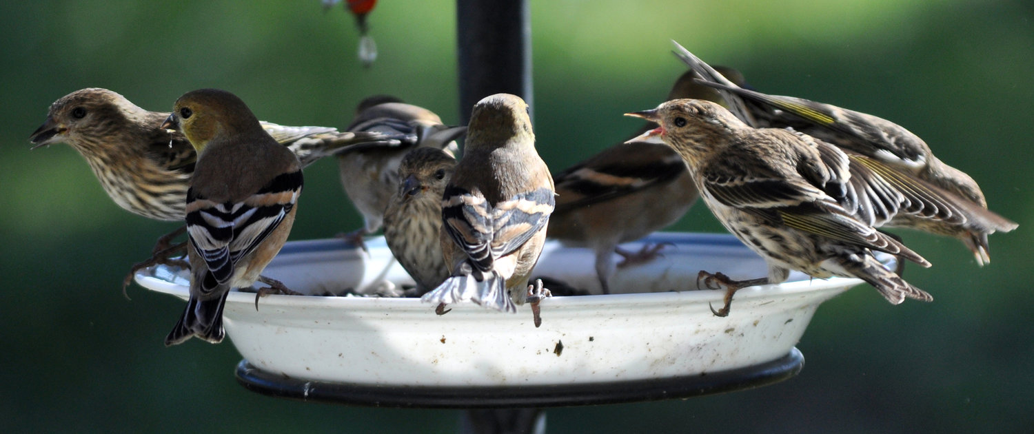 A Pine Siskin (right) picks a fight with a juvenile American Goldfinch (center).
