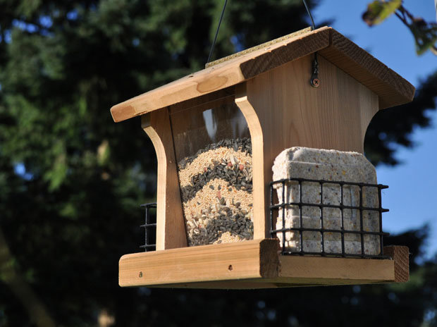 Placing a new bird feeder near already familiar yard art and trees will shorten the length of time it takes wild birds to try their new outdoor seed diner. Providing a variety of seeds and suet will attract a larger variety of species.