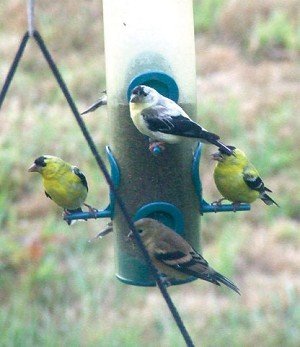 Russ Mohney / The Chronicle A partially albino Goldfinch arrived at my feeder with a flock of normal-plumaged pair. The odd bird came and left with one female and it can be presumed the pair completed normal breeding this summer.