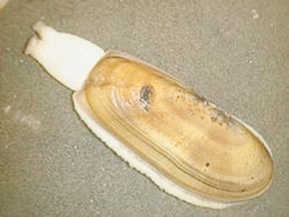 Department of Fish and Wildlife / courtesy photo A recent sampling shows excellent clam abundance and better-than-average size on most coastal beaches. The eagerly-awaited opener is less than two weeks away.