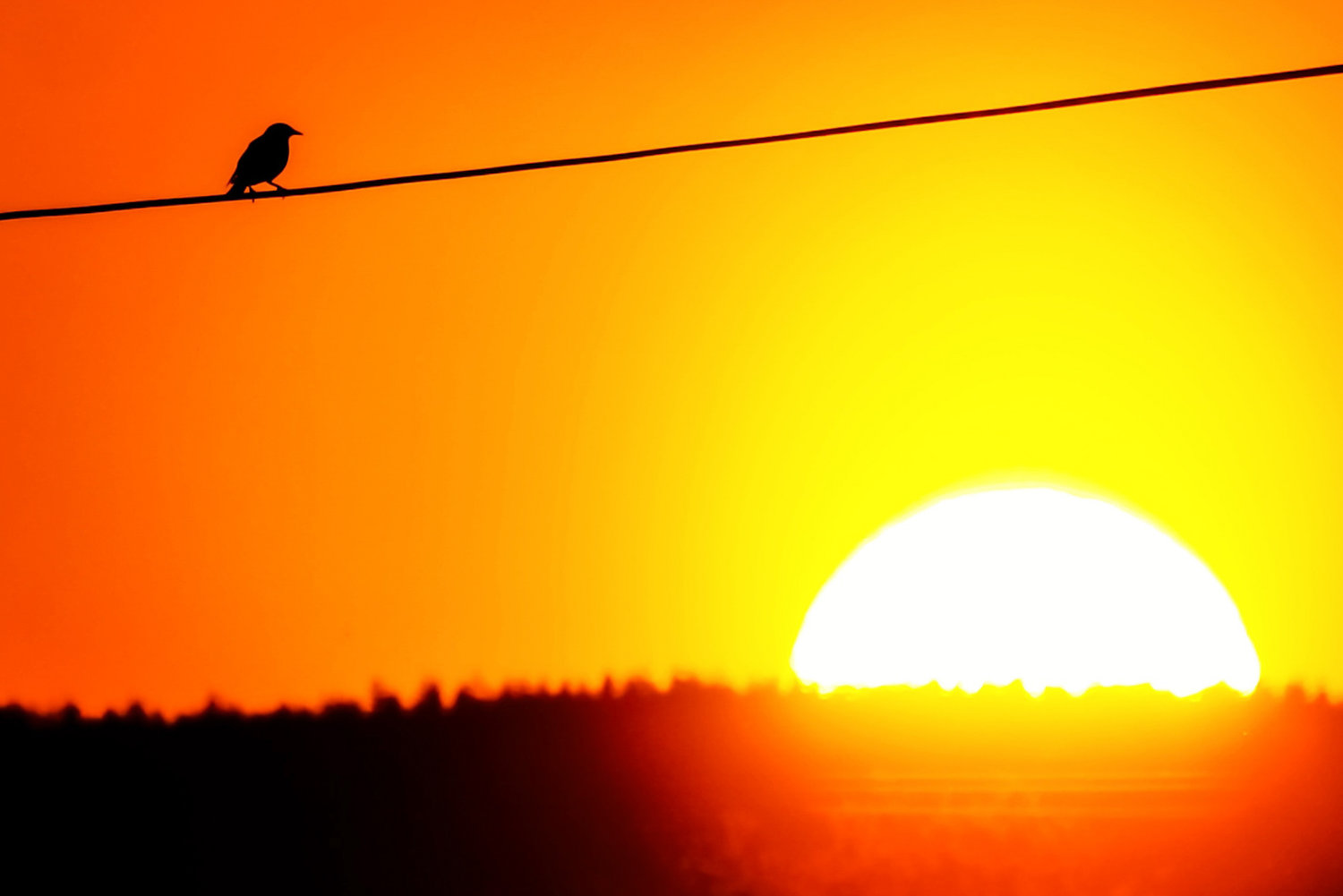 FILE PHOTO — A bird sits on a telephone wire as the sun begins to set in May 2018.
