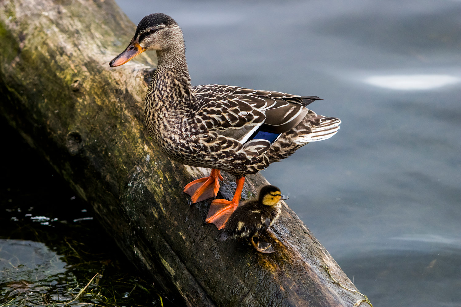 A mother duck stands on a log next to her offspring near the edge of Capitol Lake in Olympia.