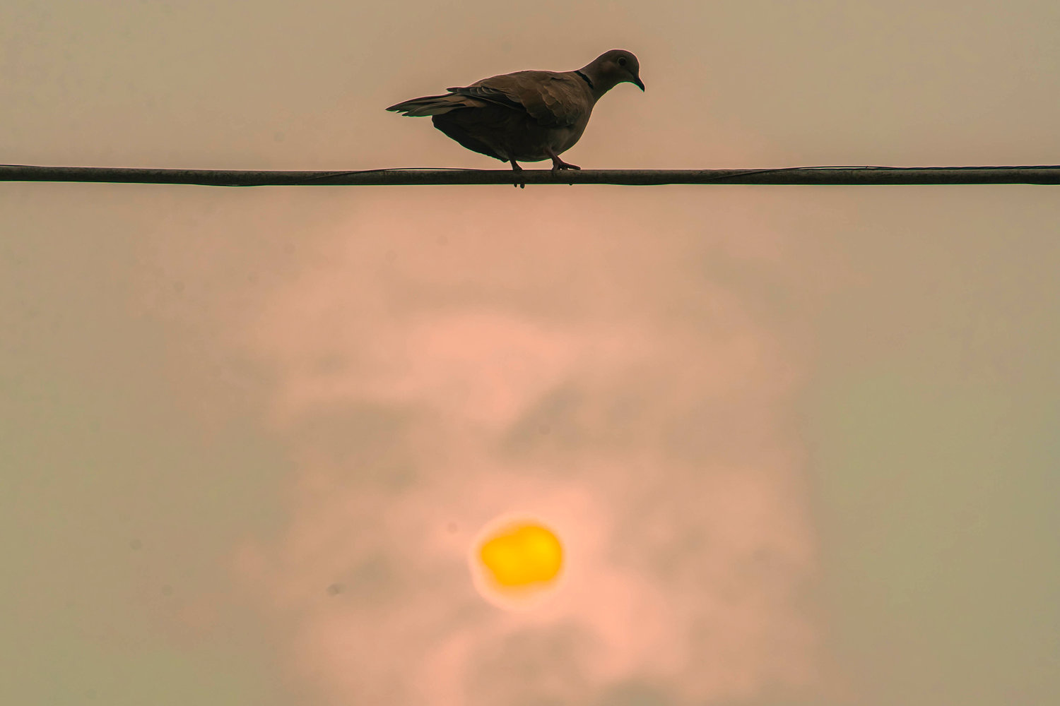 A bird sits on a wire as the sun sets through wildfire smoke  in Chehalis in this file photo.
