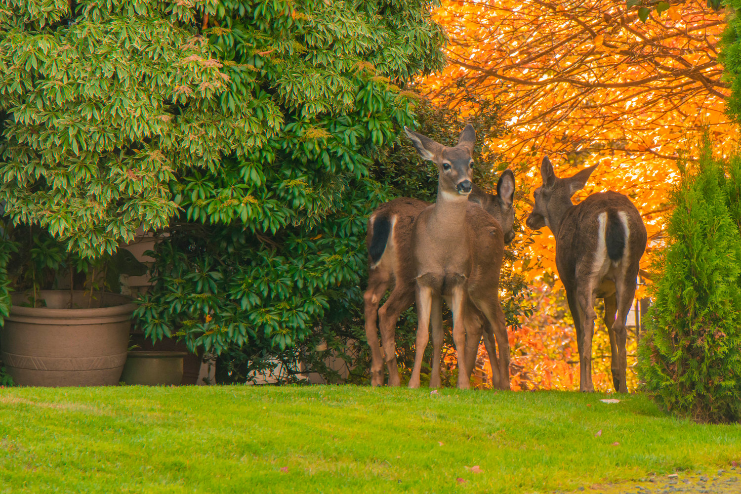 FILE PHOTO — Fall leaves set the backdrop as deer wander through a lawn in Chehalis last year.