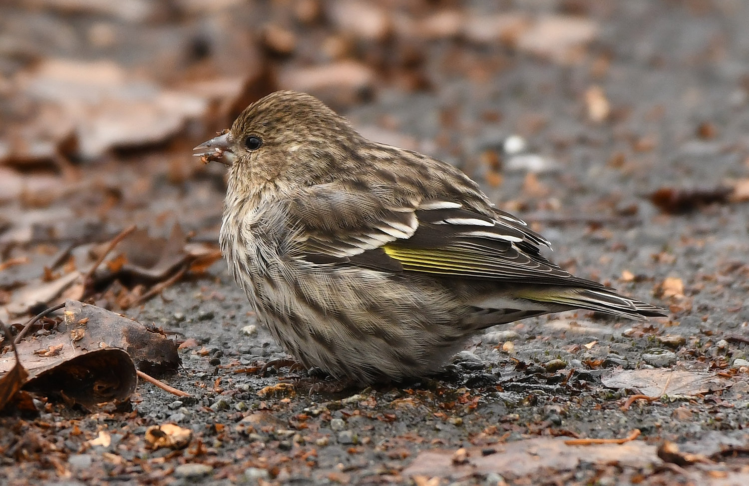 This Pine Siskin is one of 3,087 of its kind spotted during the Lewic County Christmas Bird Count Dec. 18, making it the most common seen bird that day.