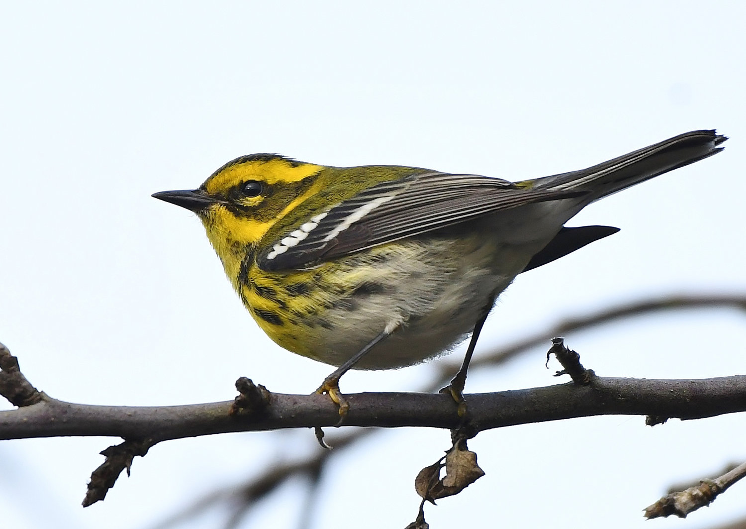 A Townsend’s Warbler is photographed during the 2019 Lewis County Bird Count.