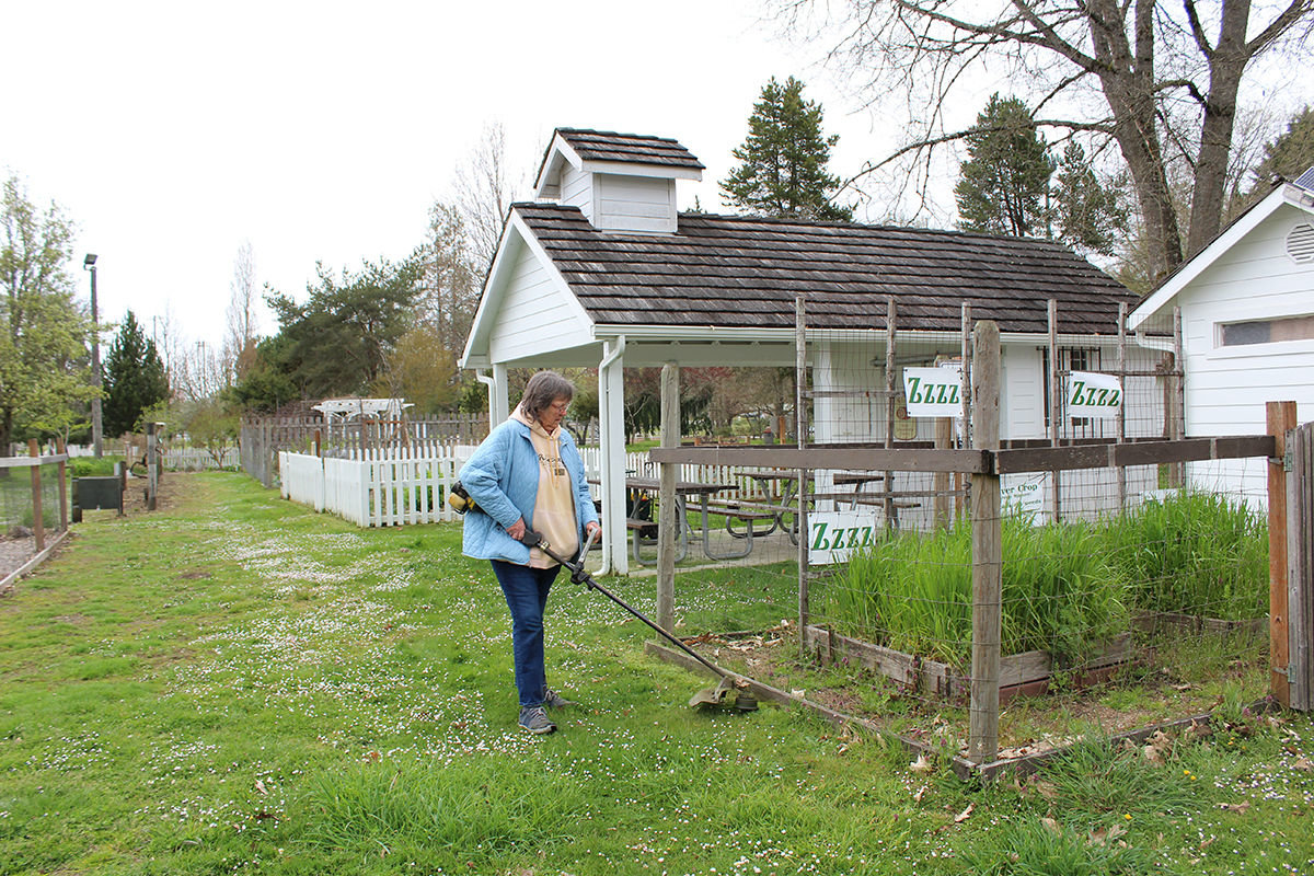 Master Gardener MaryAnn Albenesius trims grass at the Borst Park demonstration garden last year. Master Gardeners usually work in teams to maintain the program’s four demonstration gardens but last year worked solo to adhere to social distancing standards.
