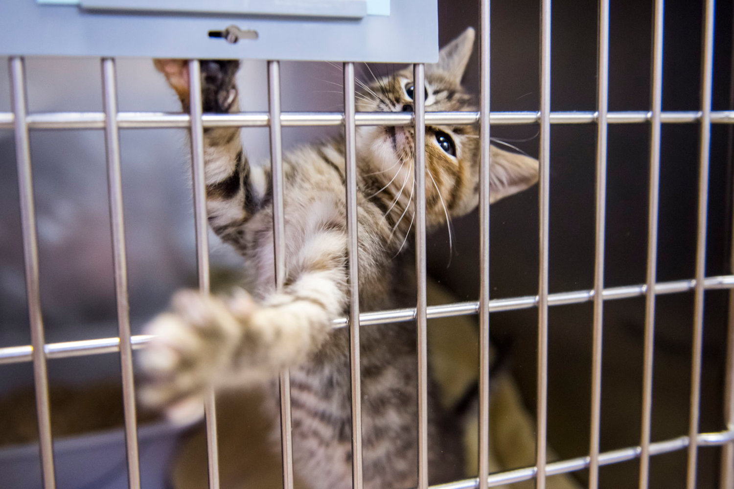 A kitten puts his paw on a cage during a visit at the Lewis County Animal Shelter in Chehalis in February 2020.