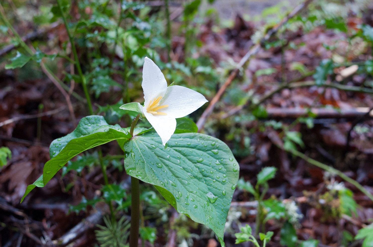 A Trillium is seen growing on Seminary Hill on Thursday.