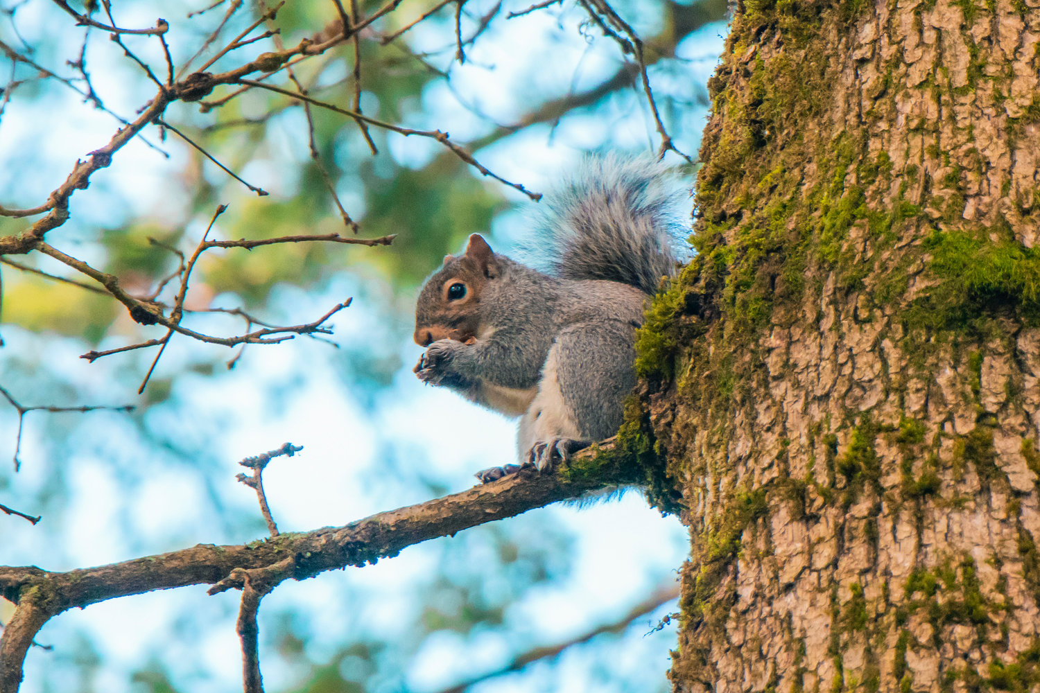 A squirrel eats while sitting on a branch at Borst Park in Centralia on Monday.