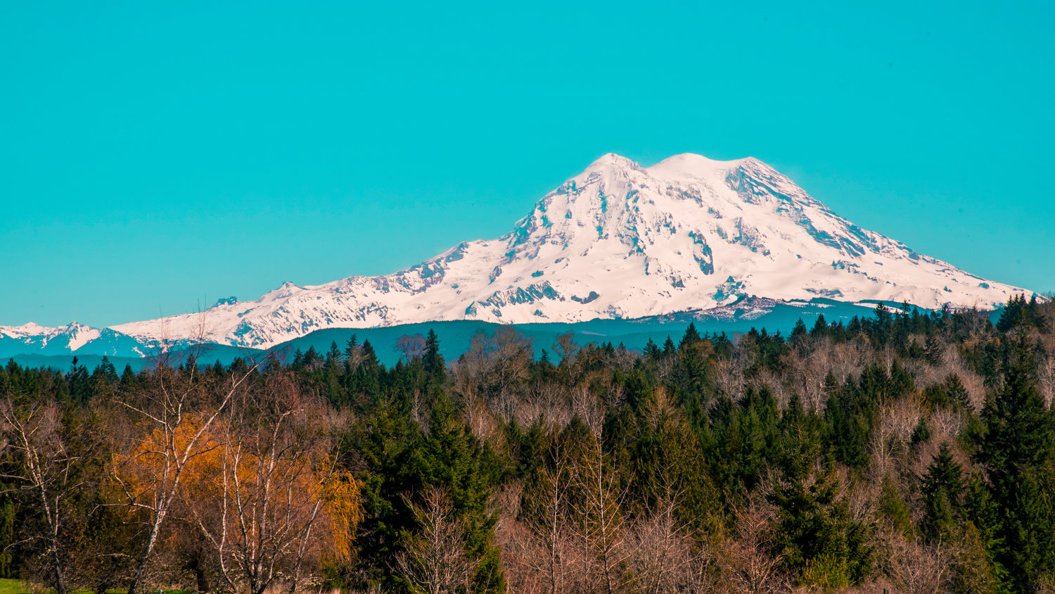 Mount Rainier is seen over trees in Eatonville on Tuesday.