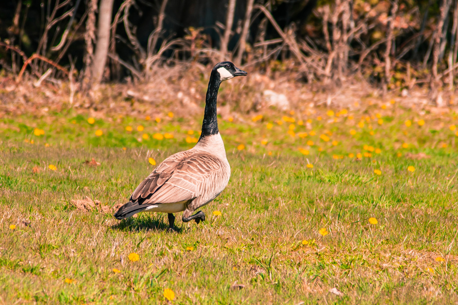 A goose walks through the grass near Mineral Lake Tuesday afternoon.