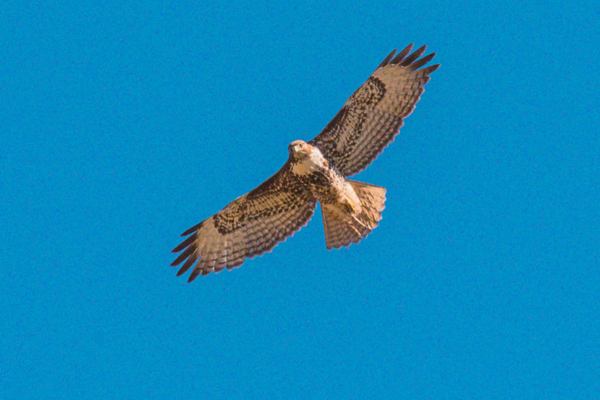 A bird of prey flies over TransAlta property in Centralia in April 2021.