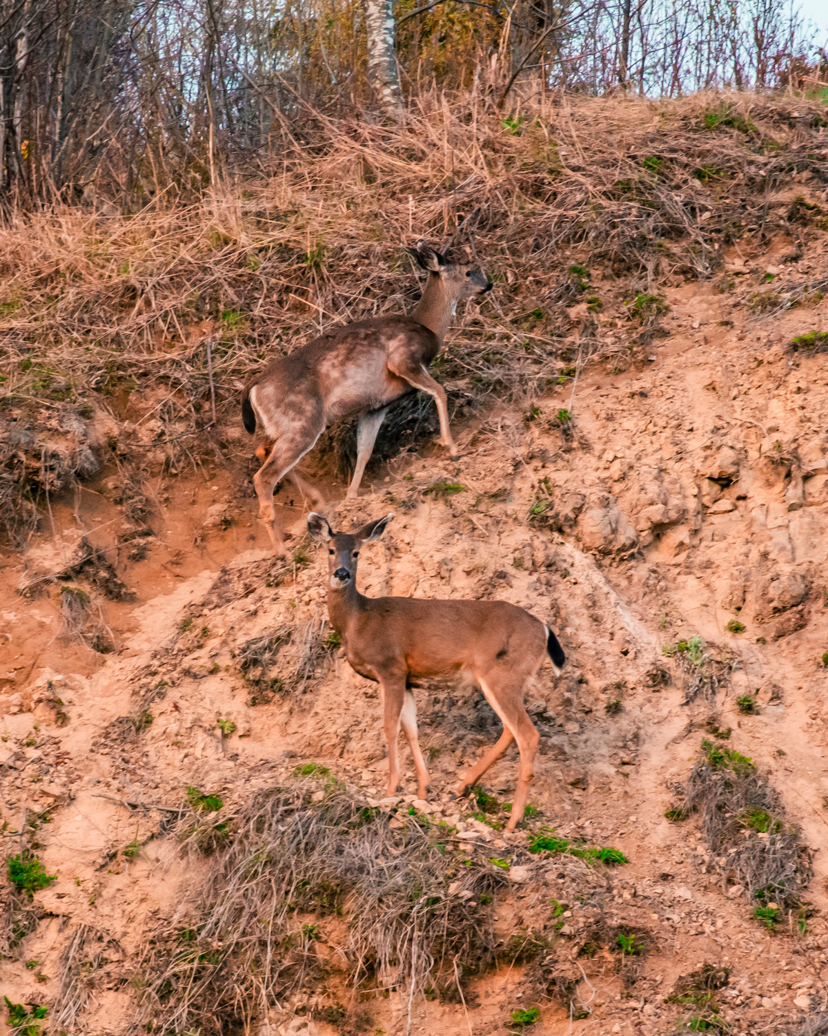 Deer climb a hillside near the Mount St. Helens National Volcanic Monument on Thursday.