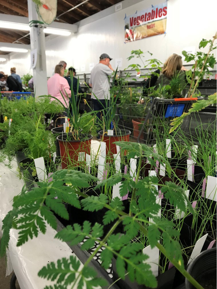 Plants on sale at the 2018 Master Gardeners' Plant Sale.