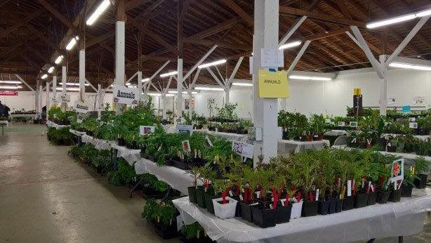 The Lewis County Master Gardeners' annual plant sale has a wide variety of offerings.