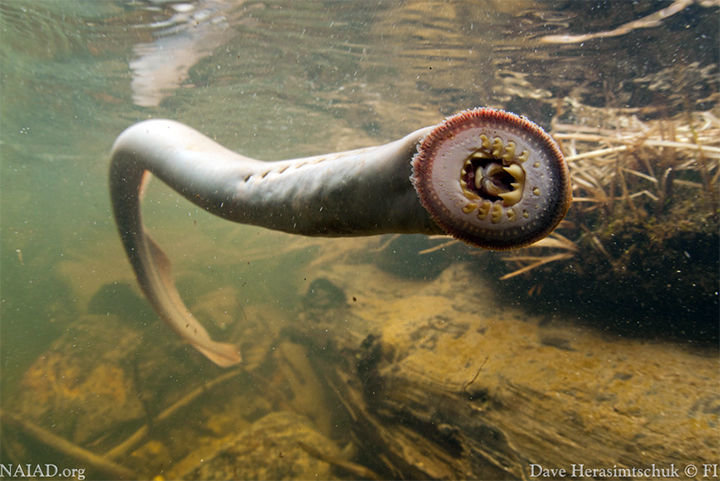 An extreme closeup photograph of a Pacific Lamprey is seen in this image provided by the U.S. Department of Fish and Wildlife.