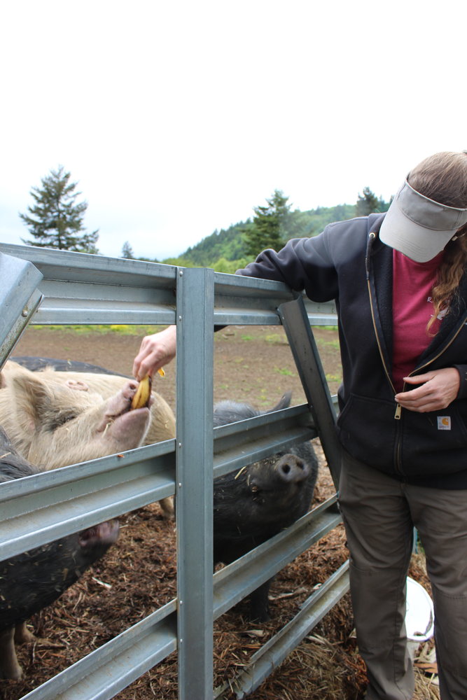 Left: Melissa Nolan feeds bananas to some of the pigs at Misspits Rescue in Oakville. The animal sanctuary relies on donations from the public, including donated produce, to help care for these animals, many of which were turned over through abuse and neglect cases.