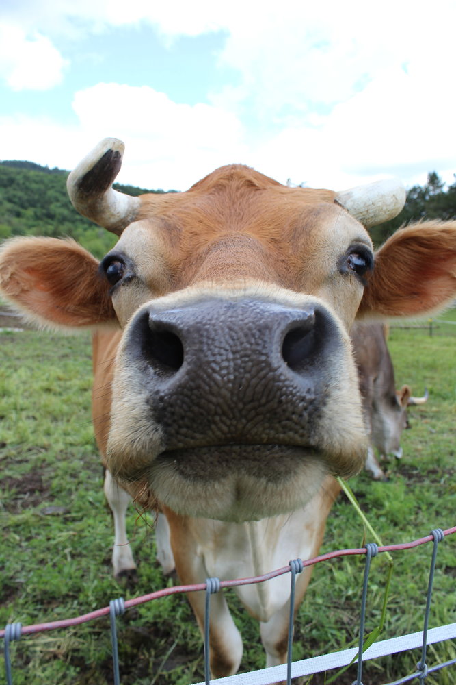 Charlie is one of several cows living out their lives at Misspits Rescue in Oakville.