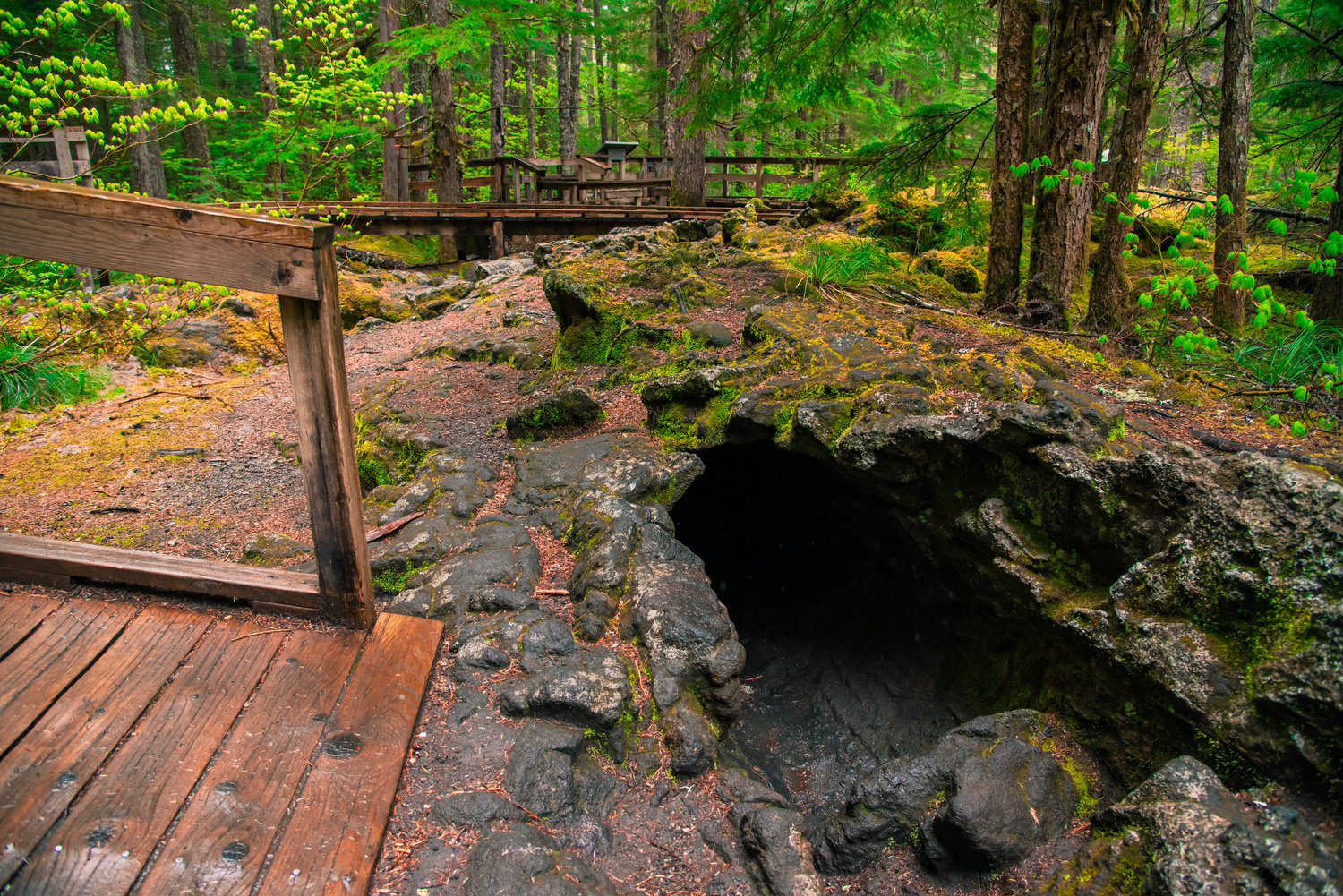 The Trail of Two Forests Interpretive Site