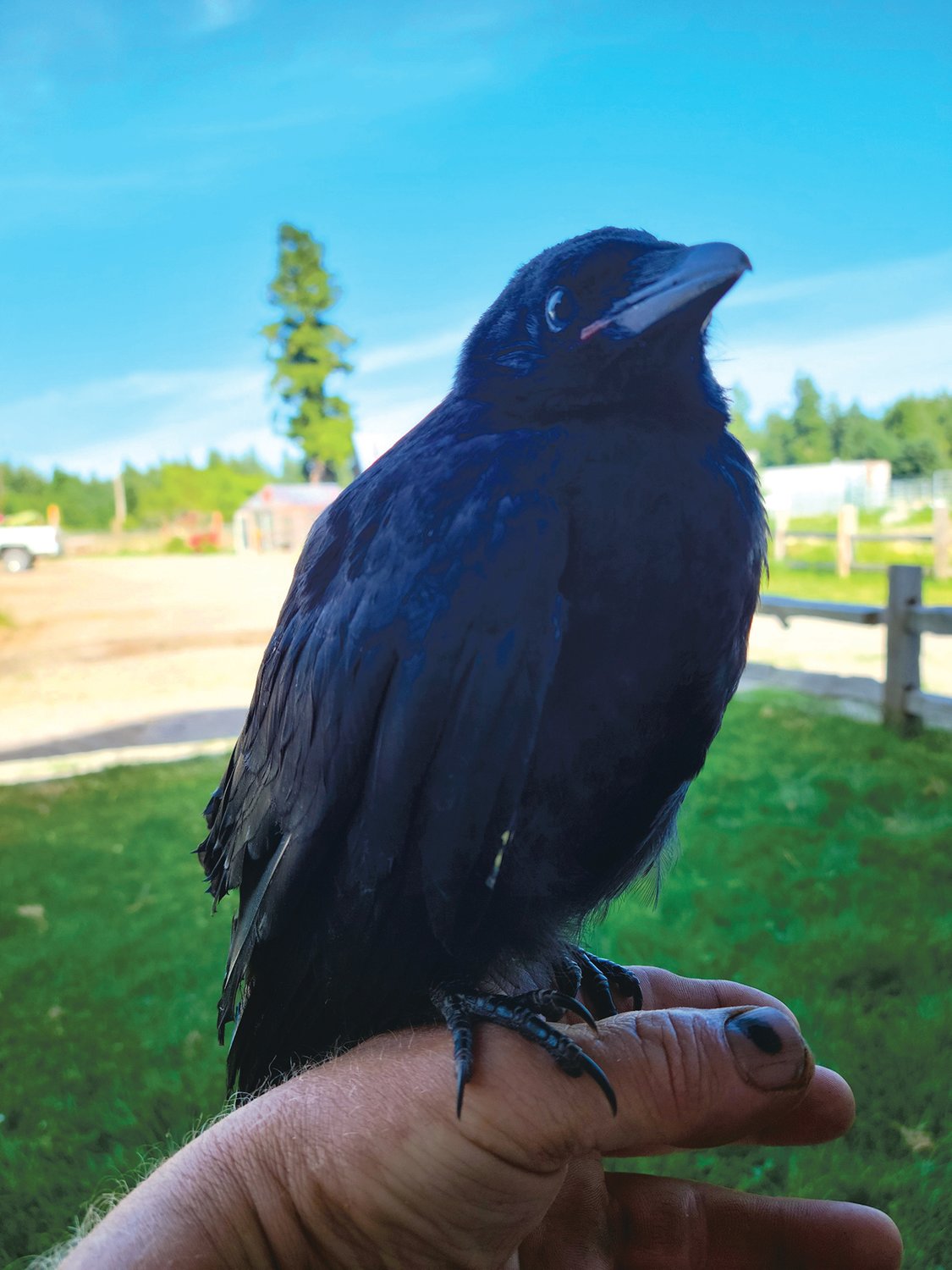 "Mr. Snow" the crow perches atop rescuer John Wilson's hand at the man's residence in Rainier.