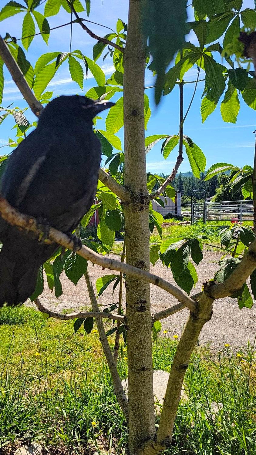 "Mr. Snow" the crow perches on a tree at rescuer John Wilson's residence in Rainier. Wilson found the bird in the wild and nursed it back to health from an unresponsive state.