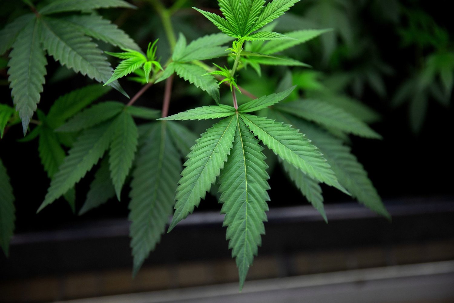 Marijuana plants grow under lights at a medical marijuana cultivation facility Aug. 8, 2018, in Joliet, Illinois. (Erin Hooley/Chicago Tribune/TNS)