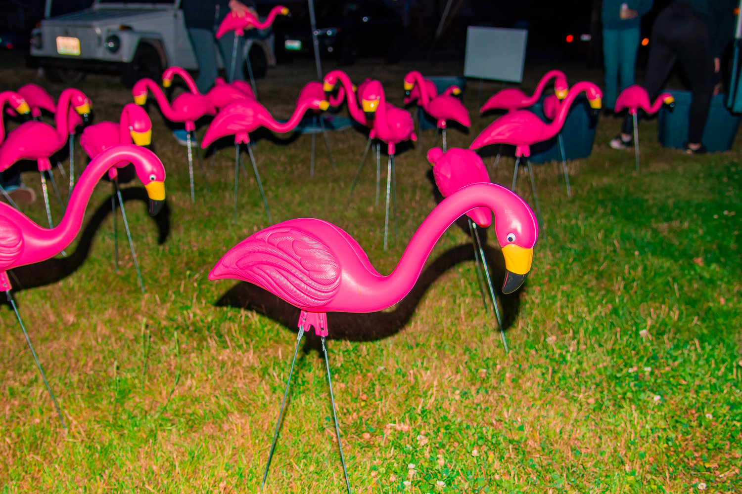 Flamingos fill a yard following a flocking in Centralia on Wednesday.