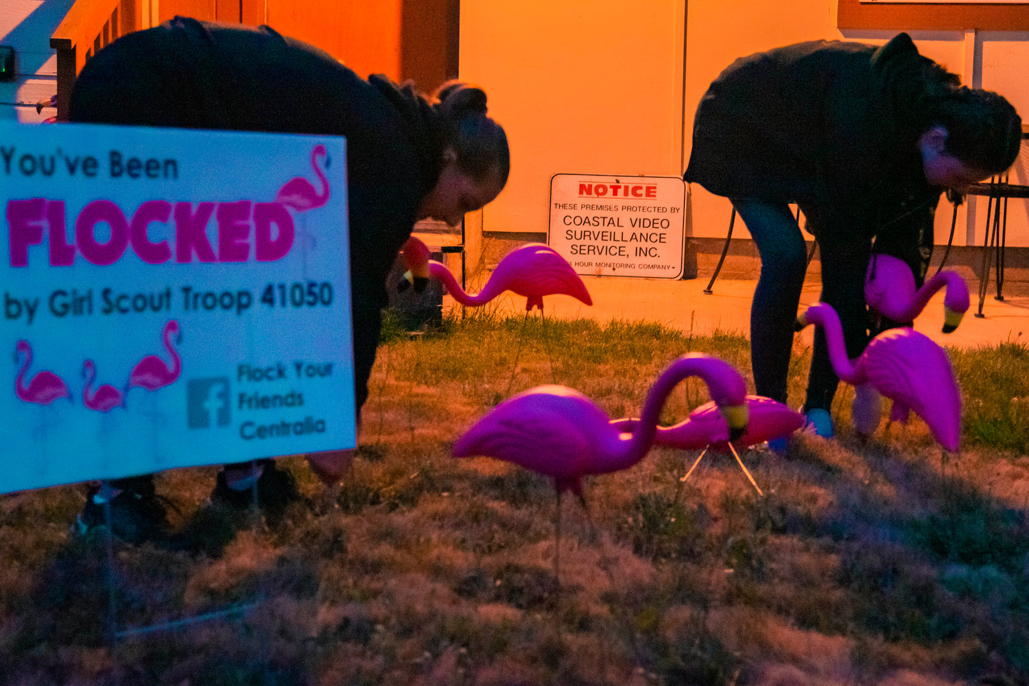 Girls Scout Troop 41050 fills a Centralia yard with flamingos on Wednesday during a flocking.