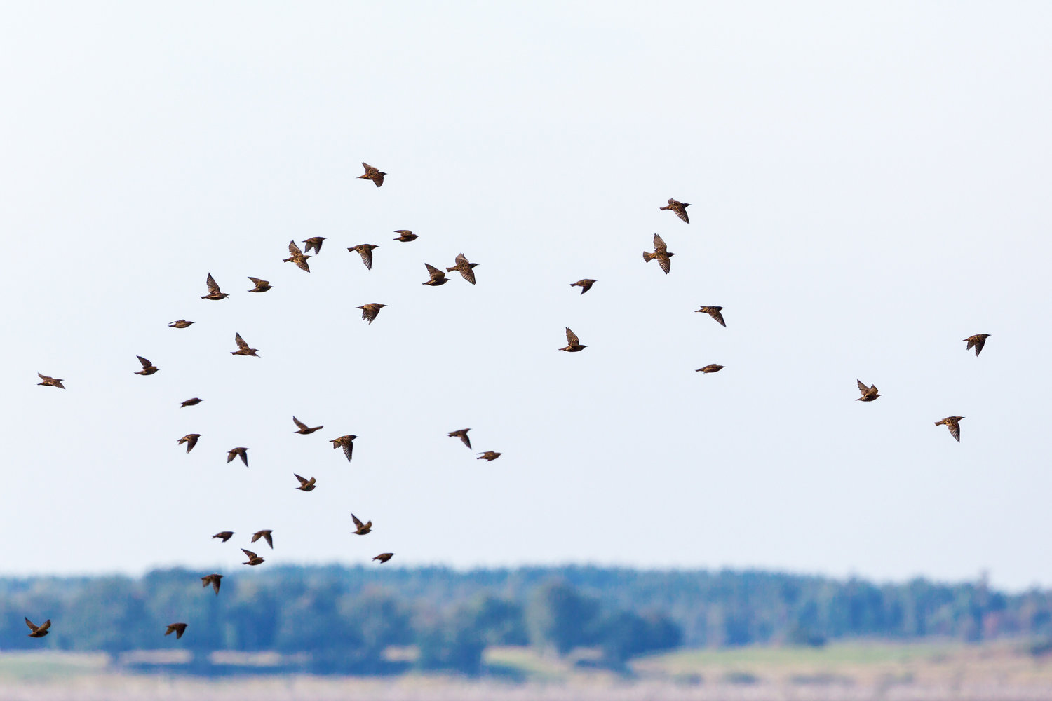 A flock of starlings. A mysterious disease has killed many birds in the mid-Atlantic region.