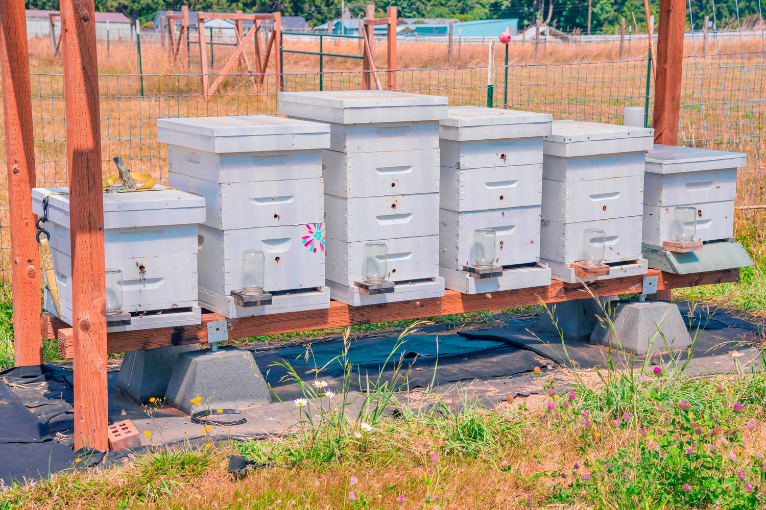 Bee boxes swarm with life at Walupt Farms in Rochester.