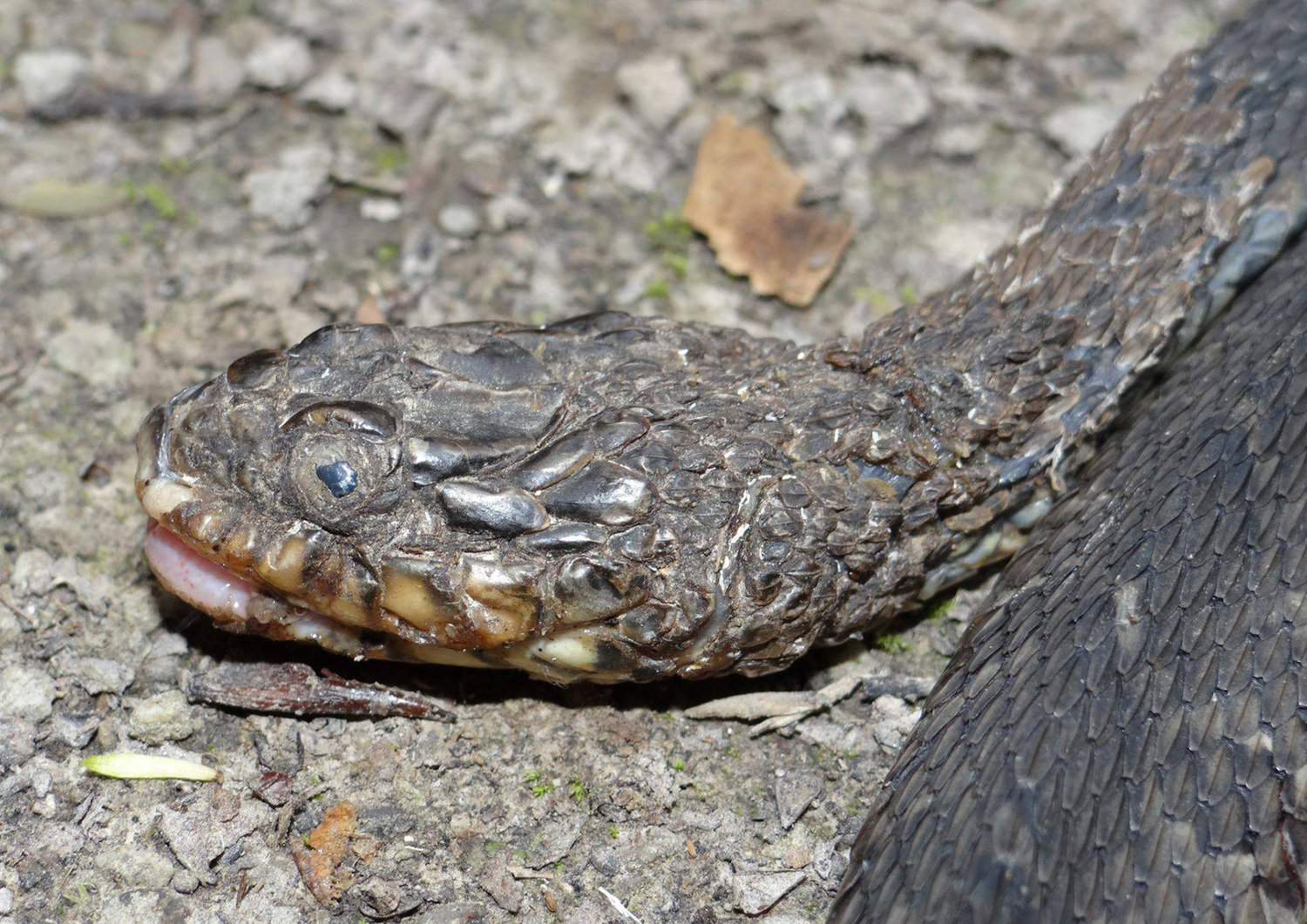 This is a plain-bellied watersnake that has been afflicted with the disease. It was found in Louisiana. (Brad "Bones" Glorioso/USGS Wetland and Aquatic Research Center/TNS)
