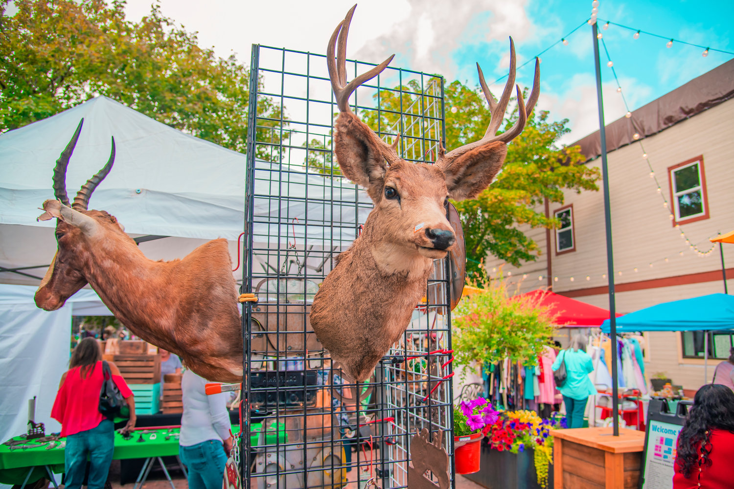 Taxidermy and other items sit on display during Antique Fest in downtown Centralia in 2021.