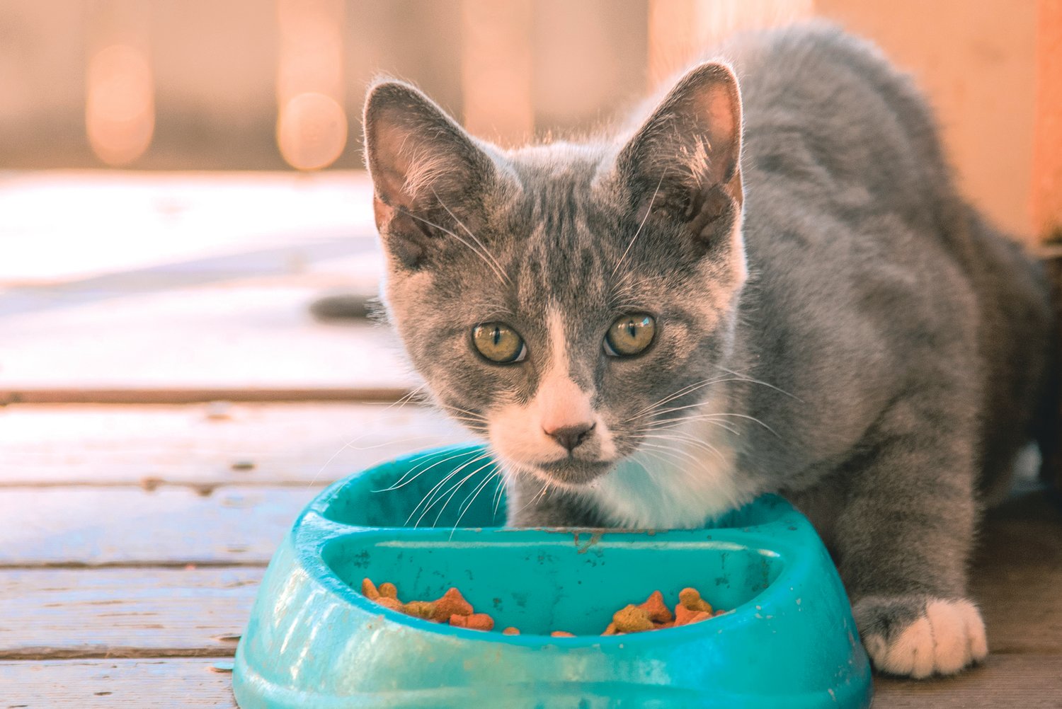 FILE PHOTO — A stray cat stands in a food dish on the porch of a Chehalis residence.