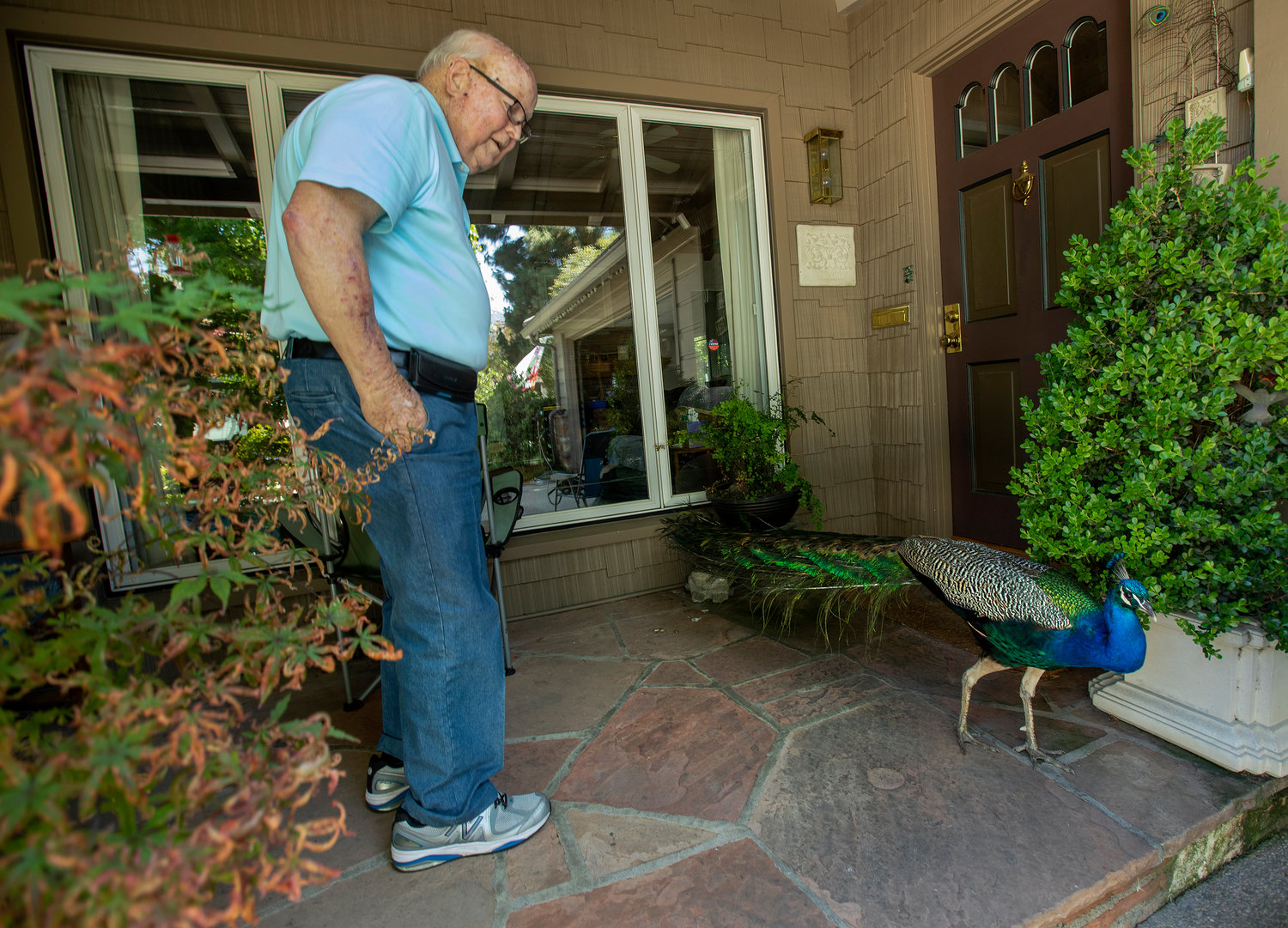 John Wickham greets a male peacock that he nicknamed "Charlie," a regular visitor to his home on Mountain View Avenue, on June 10, 2021 in Pasadena, California. (Mel Melcon/Los Angeles Times/TNS)
