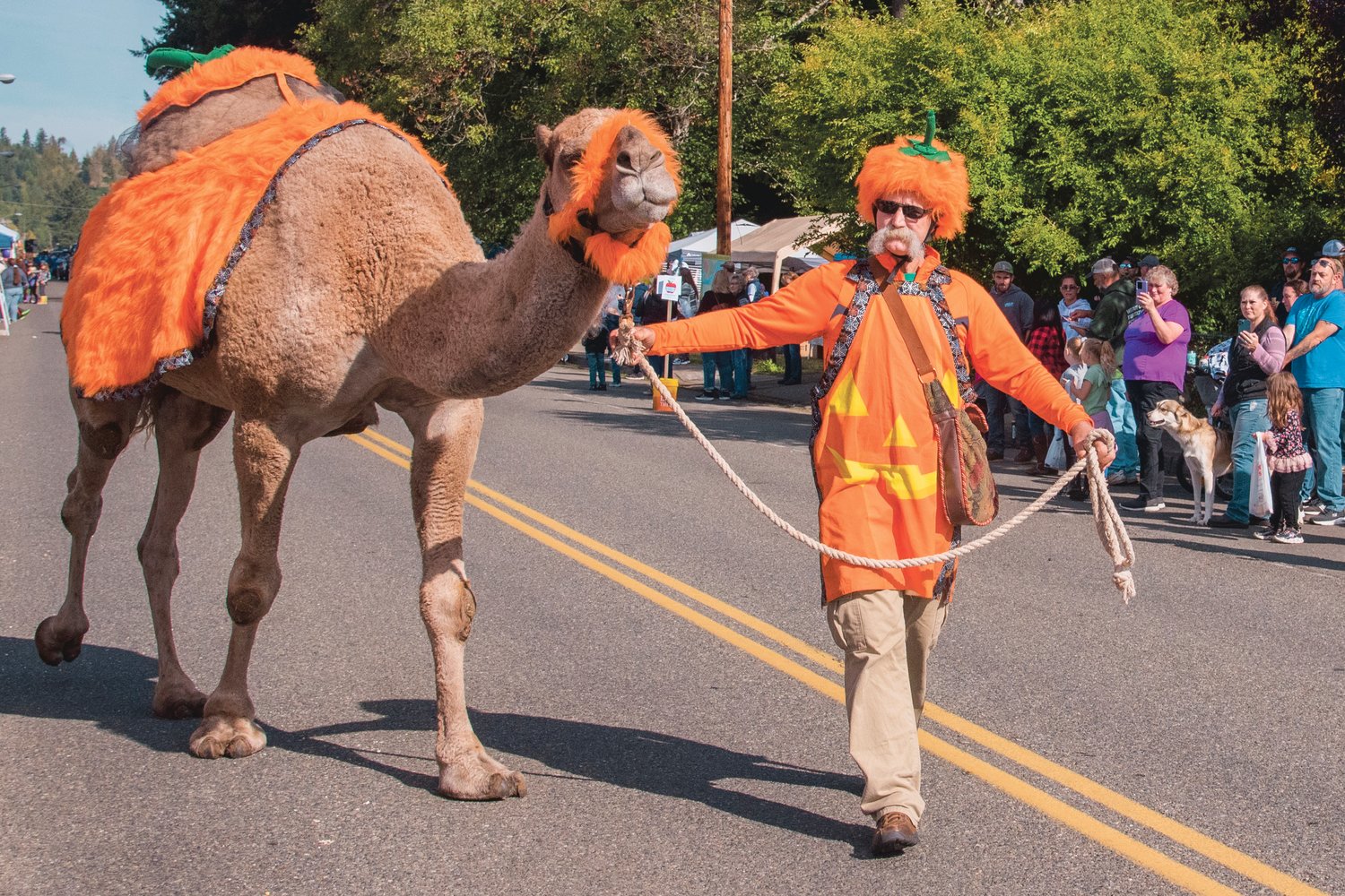 Jeff Siebert and Curly the Camel, both dressed as pumpkins, walk Saturday morning in the Onalaska Apple Harvest parade.