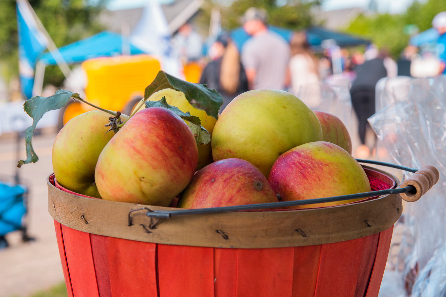Apples sit on display in a bucket as the Onalaska Apple Harvest parade rolls through the streets of Onalaska Saturday morning.