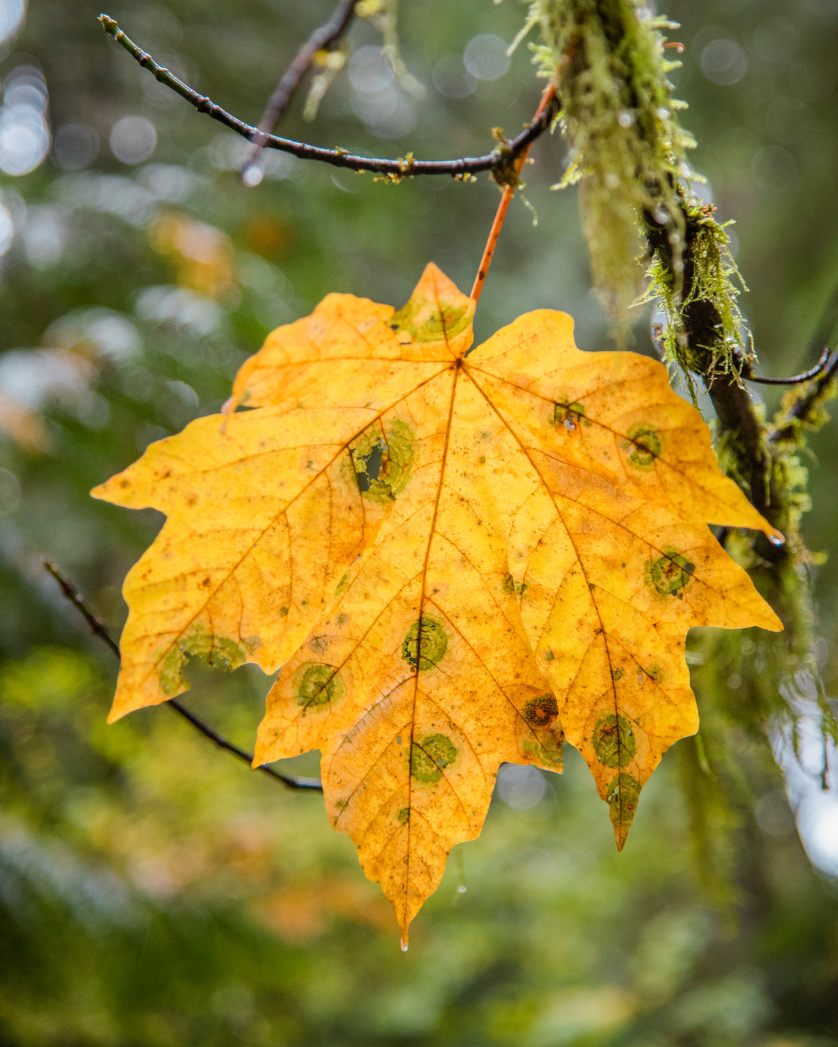 A leaf hangs from a branch along the Old Growth Trail at Lewis and Clark State Park Thursday morning.