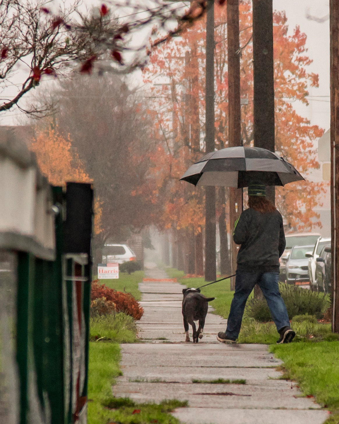 A man and his dog walk under an umbrella in Chehalis on Friday as rain falls.