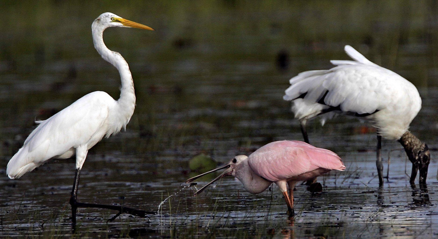 A roseate spoonbill, center, grabs an afternoon snack, probably a small fish or frog, into its mouth while feeding alongside a great egret, left, and an endangered wood stork, right, in the Savannas Preserve State Park near Port St. Lucie, Florida. (Paul J. Milette/The Palm Beach Post/TNS)