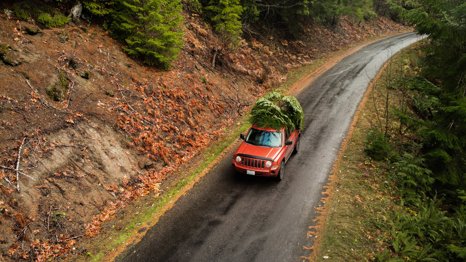 A Christmas Tree sits atop a vehicle traveling down Forest Road 23 in the Gifford Pinchot National Forest in November 2021.