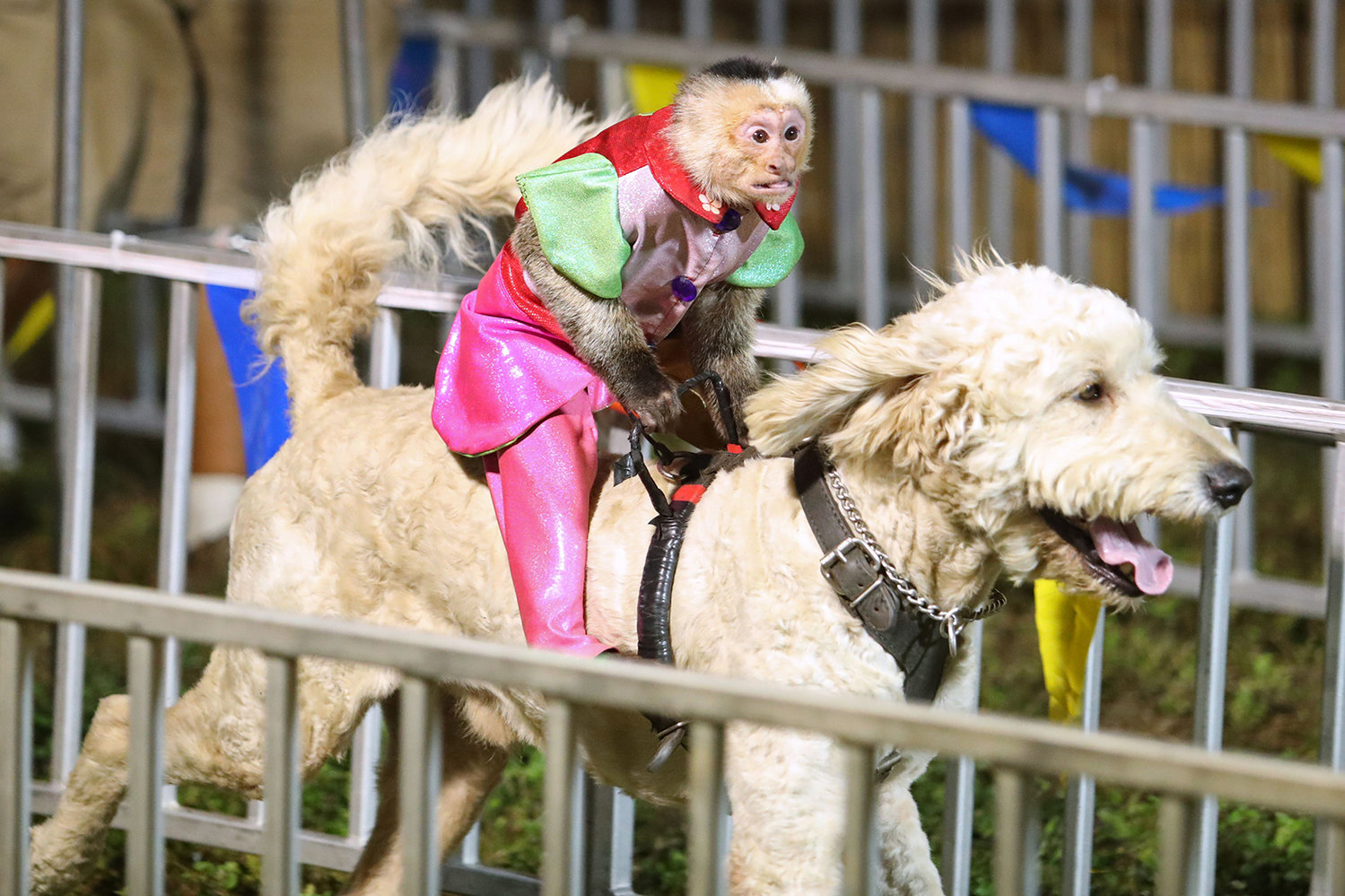 A monkey named Burt rides Ace during a Banana Derby race Monday at the Broward County Fair in Margate. While some spectators say the act is cute, animal activists say the show is cruel to both monkey and dog. (John McCall/Sun Sentinel/TNS)