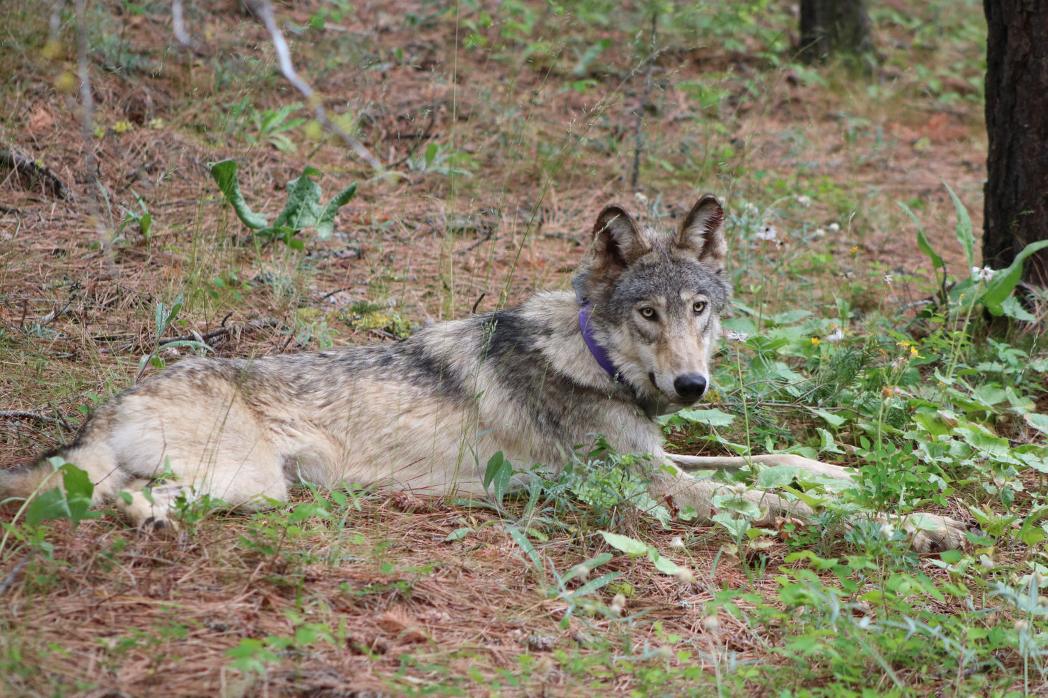 The gray wolf OR-93, shown near Yosemite National Park in February, traveled from Oregon to Southern California in search of territory and female mates. OR-93 was struck and killed this month in a vehicle accident near Interstate 5 in Lebec in Kern County. (Austin Smith/Confederated Tribes of Warm Springs/TNS)