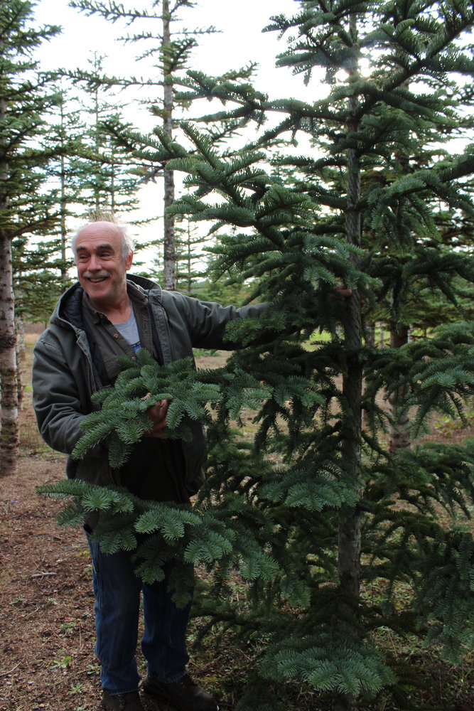 Eric Bernard of K and E Tree Farm near Winlock, shows off one of their natural noble fir trees.