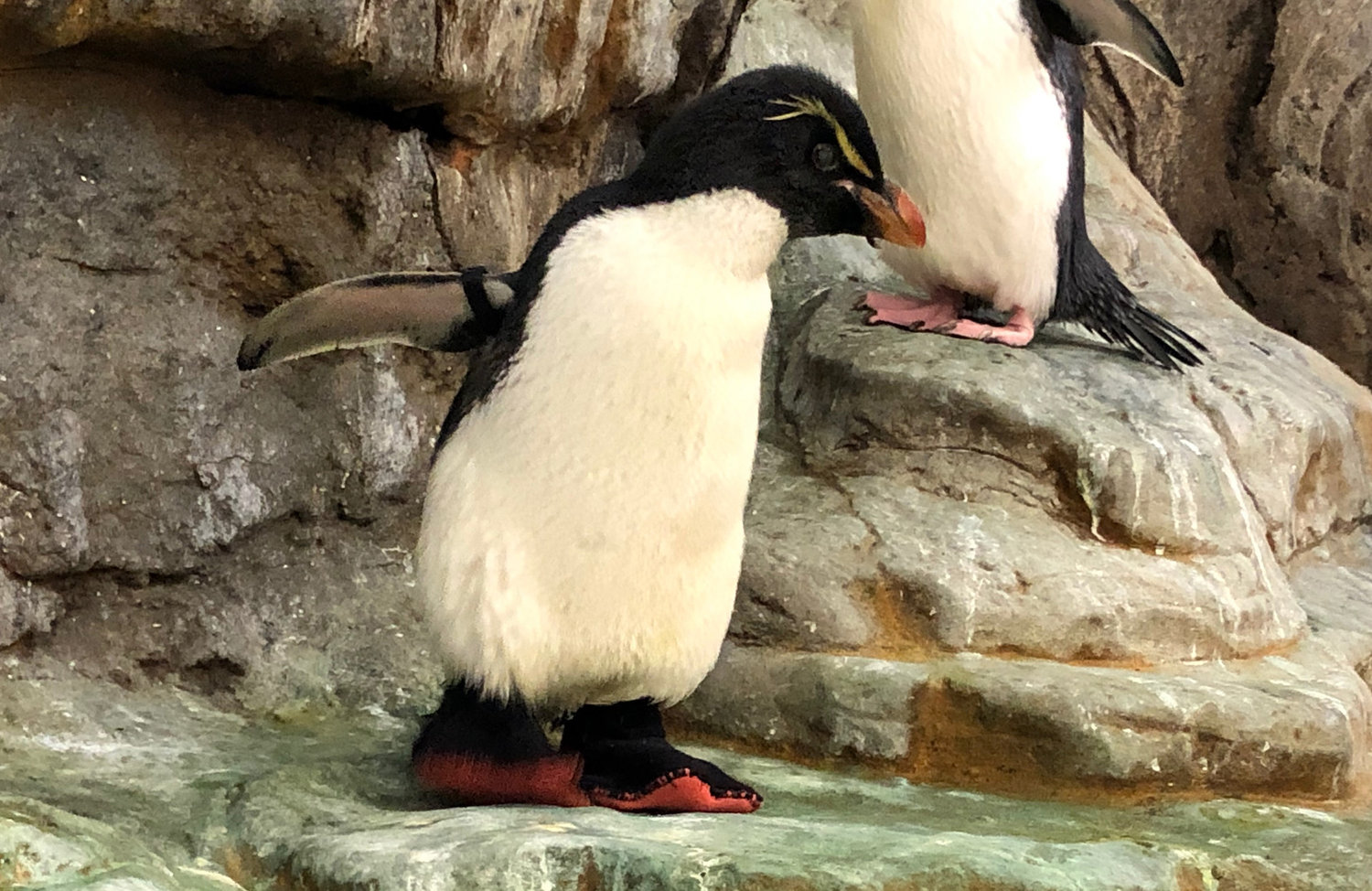 Enrique, a rockhopper penguin at the St. Louis Zoo, died Wednesday, Dec. 8, 2021, zoo officials announced. Enrique started having arthritis issues in his feet last year. Keepers had a pair of cushioned, rubber boots made for him, which have helped the problem. (Courtesy St. Louis Zoo/TNS)