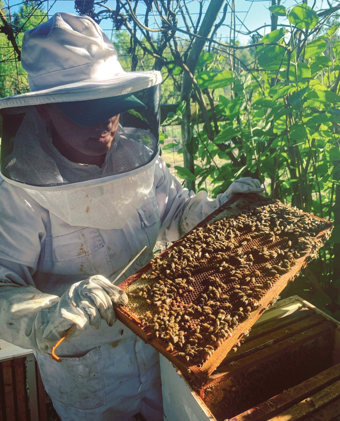 Sarah W. owner of Lemonbuzzzsoap in Centralia with a swarm of bees earlier this year. The family practices sustainable farming as part of their business model.