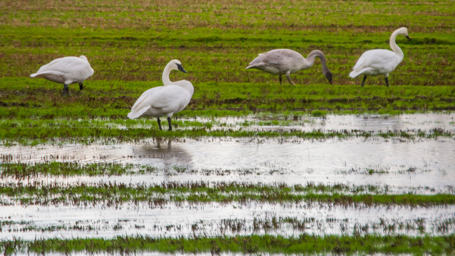 Trumpeter swans are pictured off of state Route 6 near the City of Chehalis poplar tree farm Saturday.